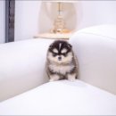 유앤미펫 강아지분양 고양이분양 용인점 이미지