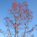 비슬산자락의 팥배나무 열매와 화살나무 단풍 이미지