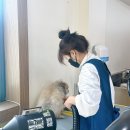 개인정애견샵 이미지