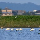 새만금 수라갯벌 대한민국 중요 철새도래지 / 멸종위기 1급 저어새 영상 이미지