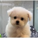 도그천사 이미지