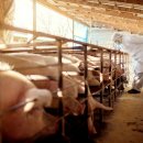 인원농장 이미지