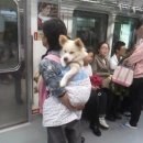 개팔자 상팔자 이미지