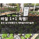 예삐 | 용인 남사화훼단지 예삐 플라워 아울렛 후기｜식물 쇼핑, 가격, 분갈이까지