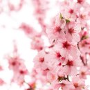 온천천로 이미지