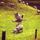 말뚝목장 이미지