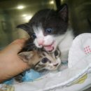 김도균동물병원 이미지