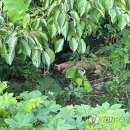 레오목장 2 이미지