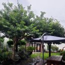 하늬보름 이미지