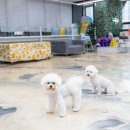 댕댕클럽 이미지