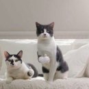 새아침식당 이미지