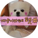 아림프라자 | <대전애견카페> 둔산동 펫샵에서 놀다 왔어용~