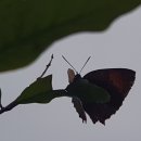 와짱 주식회사