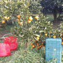 귤과나무 협동조합 이미지