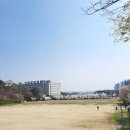 세븐일레븐평택국제대기숙사점 | 경기도 평택 벚꽃 명소 추천 국제대 은혜로 벚꽃길 드라이브코스추천 실시간 개화상황 만개시기(24.04.07)