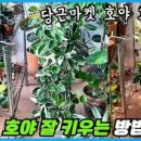 호야