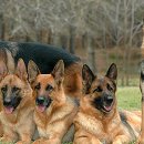 멋진강아지 이미지