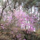 용문산자연휴양림~두리봉~백운봉~장군봉~용문산정상(가섭봉)~용문사~용문산관광단지 (2022. 4. 10 산행)