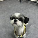 도그야미 이미지