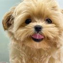 퍼피몽(애견분양) 이미지