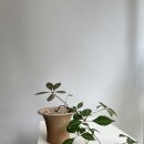 담쟁이꽃집