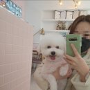 노크노크 강아지미용실 이미지