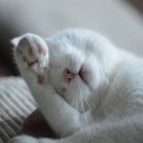 하얀강아지&고양이 이미지