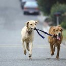 대형견 이발소 이미지