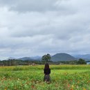 놋점 | 경주 여행 인생샷 명소 추천 (3) 천마총 대릉원 포토존(feat. 놋점들 백일홍)