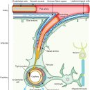 중추신경계(뉴런)의 림프 시스템 탐구 : 글림프계 glymphatic system!! 이미지