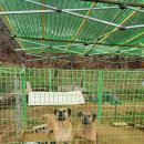 달봉이네 이미지