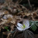 변산바람꽃~ 이미지