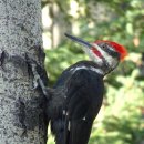 ■ Magellanic woodpecker 이미지