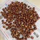 양평 밤농장 밤줍기 체험 / 개군면 해물칼국수 / 양평 물 맑은 시장 (후기,장점,단점,주차,팁)
