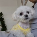 출근길 강아지 유치원 이미지