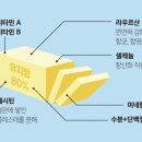 버터럼 이미지