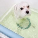 오늘도이쁘개 이미지