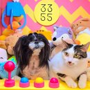 서울 고양이 셀프사진관 3355스튜디오 – 증냥사진부터 냥족사진까지, 특별했던 두부의 이야기 (반려...