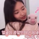 핑돼 이미지