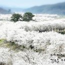 당진순성 벚꽃,매화길및 장고항 실치축제 이미지