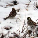 경안천 4 이미지