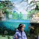 카페선 | 경포 아쿠아리움에 민재랑 방문한 후기