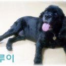 코카 이미지