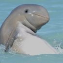 돌고래 이미지