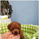 대구강아지분양 마마스미독 본점 이미지