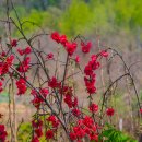 과수원길 이미지