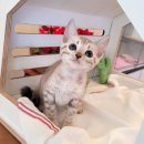 러브 스핑크스 이미지