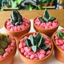 반려식물 다육토분 이미지