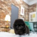 일산 강아지분양 스마트독 네이버블로그