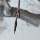 나래회나무 겨울눈 이미지